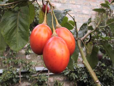Árbol de los tomates, Árbol del tomate, Tomate arbóreo del Perú, Tamarillo, Tamarillos, Tomate de árbol, Tomates de árbol