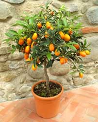 Kumquat, Kumquats, Kunquat, Cumquat, Naranjo enano, Naranja enana, Naranja japonesa