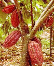 Cacao, Cacaotero