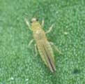 thrip, thrips
