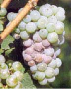Podredumbre gris de las uvas 