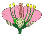 Dibujo de flor