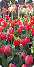 bulbos - tulipan