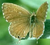 Mariposa africana, Mariposa del geranio o de los geranios, Polilla africana del Geranio, Barrenador de los geranios