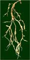 Nematodos - nódulos en raíz