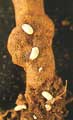 Larvas de Gorgojo Otiorrhynchus