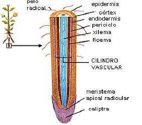 http://www.infojardin.com/amarilis/manual-botanica/c-1-manual-capitulo-3.jpg