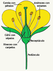 GRUPOS DE PLANTAS VASCULARES grupos de plantas vasculares: