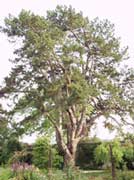Foto de árbol