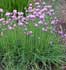 Allium schoenoprasum ........ ( Ajo morisco, Cebollino francés )