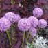 Allium spp. ........ ( Ajo ornamental, Alium )