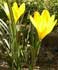 Sternbergia lutea ........ ( Azucena amarilla, Azafrán dorado )