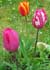 Tulipa spp. ........ ( Tulipán, Tulipanes botánicos, Tulipanes darwin, Tulipanes flor de lys, Tulipanes papagayo )