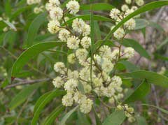Acacia de madera negra, Aromo australiano, Acacia australiana.