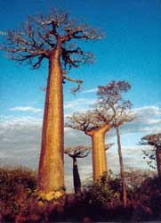 Baobab, Árbol botella.