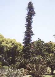 Araucaria columnar, Pino de Cook, Pino de Nueva Caledonia.