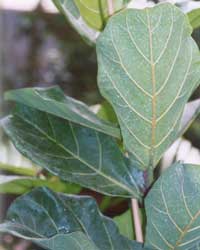 Ficus lira, Árbol lira, Ficus lirado, Higuera de hojas de violín.