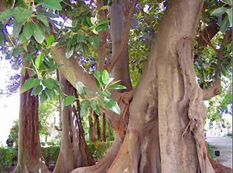 Ficus australiano, Banyán australiano, Higuera australiana, Ficus de hoja grande.