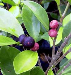 Laurel de indias, Ficus nítida.
