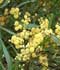 Acacia retinodes Schltdl. ........ ( Acacia verde, Mimosa de las cuatro estaciones, Acacia plateada )