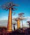 Adansonia digitata L. ........ ( Baobab, Árbol botella )