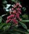 Aesculus x carnea 'Briotii' ........ ( Castaño rosa, Castaño de flor rosa, Castaño de Indias rojo, Falso castaño de flor roja )