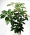 Corynocarpus laevigata J.R.Forst. & G. Forst. ........ ( Laurel de Nueva Zelanda )