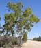 Eucalyptus camaldulensis Dehnh. = Eucalyptus rostrata Schlecht. ........ ( Gomero rojo, Eucalipto rojo )