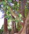 Ficus macrophylla Desf. ex Pers. = Ficus macrocarpa Hügel ex Kunth & Bouché. ........ ( Ficus australiano, Banyán australiano, Higuera australiana, Ficus de hoja grande )