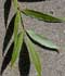 Fraxinus angustifolia Vahl ........ ( Fresno de hoja estrecha, Fresno de hoja pequeña )