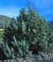 Juniperus oxycedrus L. ........ ( Enebro de la miera, Enebro de la nieve )