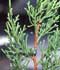 Juniperus phoenicea L. ........ ( Sabina negral, Sabina negra, Sabina suave, Sabina mora )