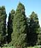 Juniperus virginiana L. ........ ( Sabina de Virginia, Enebro de Virginia, Cedro de Virginia, Cedro de lápices )