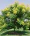 Koelreuteria paniculata Laxm. = Sapindus chinensis L. ........ ( Jabonero de la China, Farolillos, Sapindo de China, Árbol de los farolitos, Kolreuteria )