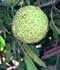 Maclura pomifera (Raf.)C.K.Schneid. ........ ( Madera de arco, Naranjo de Luisiana, Naranjo de los Osage )