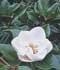 Magnolia grandiflora L. ........ ( Magnolio, Magnolia )