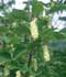 Ostrya carpinifolia Scop. ........ ( Carpe negro )
