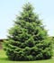 Picea abies (L.) Karst. = Abies excelsa DC. = Pinus abies L. = Pinus picea Duroi = Picea excelsa Lk. ........ ( Abeto rojo, Árbol de Navidad, Falso abeto, Picea de Noruega )