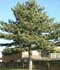 Pinus nigra Arnold. = Pinus laricio Poir. = Pinus maritima Mill. ........ ( Pino negral, Pino salgareño, Pino laricio, Pino gargallo )
