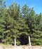 Pinus radiata D. Don. = Pinus insignis ........ ( Pino de California, Pino de Monterrey, Pino insigne )