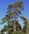 Pinus sylvestris L. ........ ( Pino silvestre, Pino albar, Pino de Valsaín )