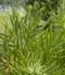 Podocarpus neriifolius D. Don. ........ ( Podocarpo de hojas de adelfa )