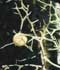 Poncirus trifoliata (L.) Raf. ........ ( Naranjo trifoliado, Poncirus trifoliata, Naranjo amargo espinoso )