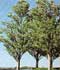 Populus alba 'Bolleana' = Populus alba var. pyramidalis Bunge. ........ ( Chopo boleana, Álamo plateado columnar o piramidal )