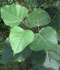 Populus deltoides Marshall. ........ ( Chopo americano, Álamo carolino, Chopo de Virginia )