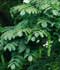 Pterocarya fraxinifolia (Lam.) Spach. ........ ( Nogal del Cáucaso )