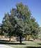 Quercus robur L. ........ ( Roble, Carballo, Roble pedunculado )