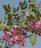Robinia hispida L. ........ ( Acacia rosa, Acacia rosada, Falsa acacia rosada )