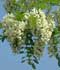 Robinia pseudoacacia L. ........ ( Robinia, Falsa acacia, Acacia blanca, Acacia bastarda )