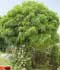 Robinia pseudoacacia 'Umbraculifera' ........ ( Acacia de bola, Robinia de bola )